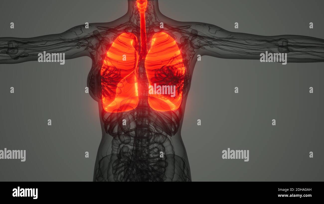 Polmoni umani esame radiologico Foto Stock