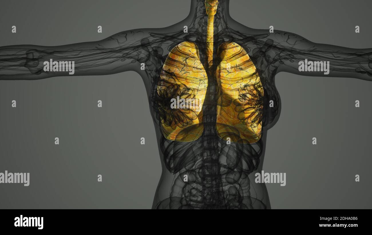 Polmoni umani esame radiologico Foto Stock