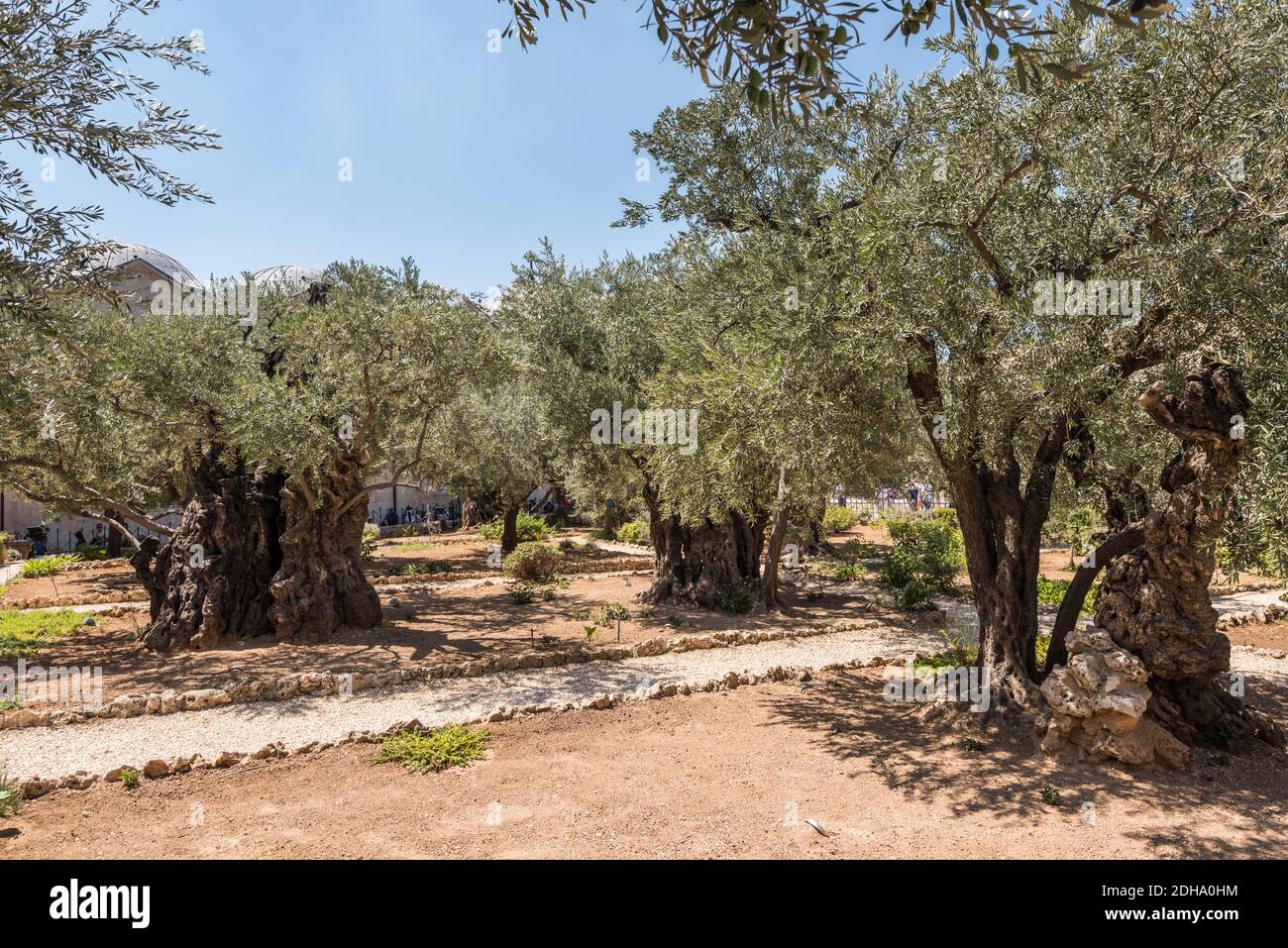 Giardino ai piedi del monte degli ulivi immagini e fotografie stock ad