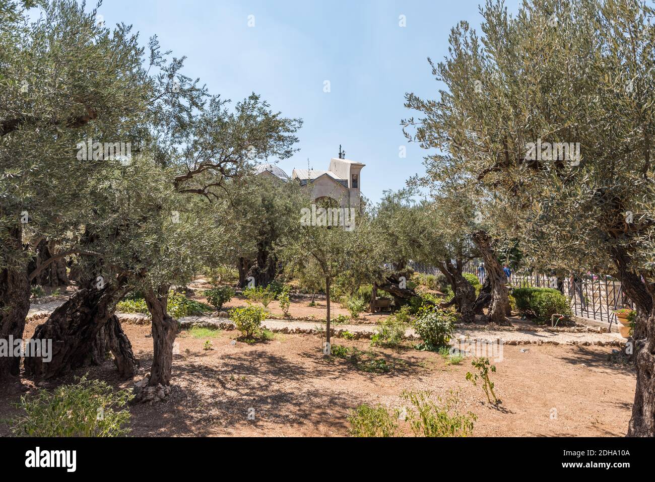 Giardino ai piedi del monte degli ulivi immagini e fotografie stock ad