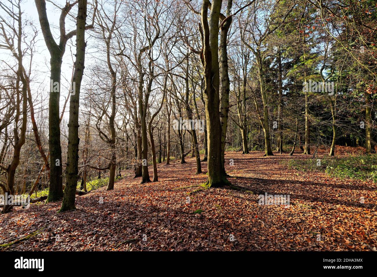 Alberi di faggio in bosco sul North Downs in inverno vicino Albury, Surrey Hills Inghilterra UK Foto Stock