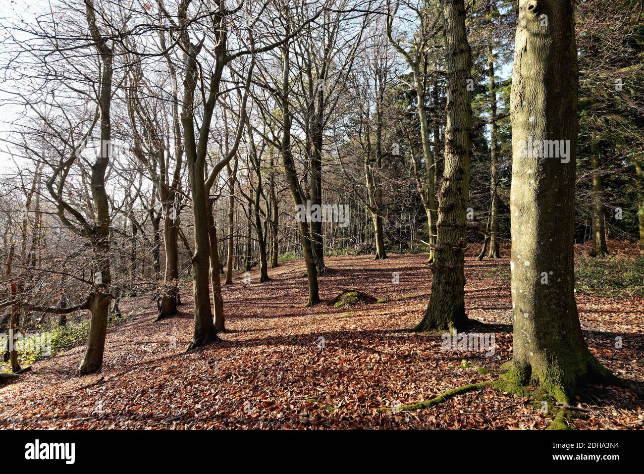 Alberi di faggio in bosco sul North Downs in inverno vicino Albury, Surrey Hills Inghilterra UK Foto Stock