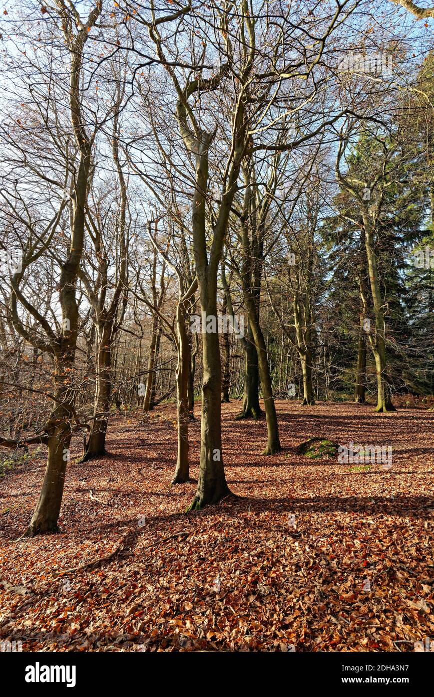 Alberi di faggio in bosco sul North Downs in inverno vicino Albury, Surrey Hills Inghilterra UK Foto Stock