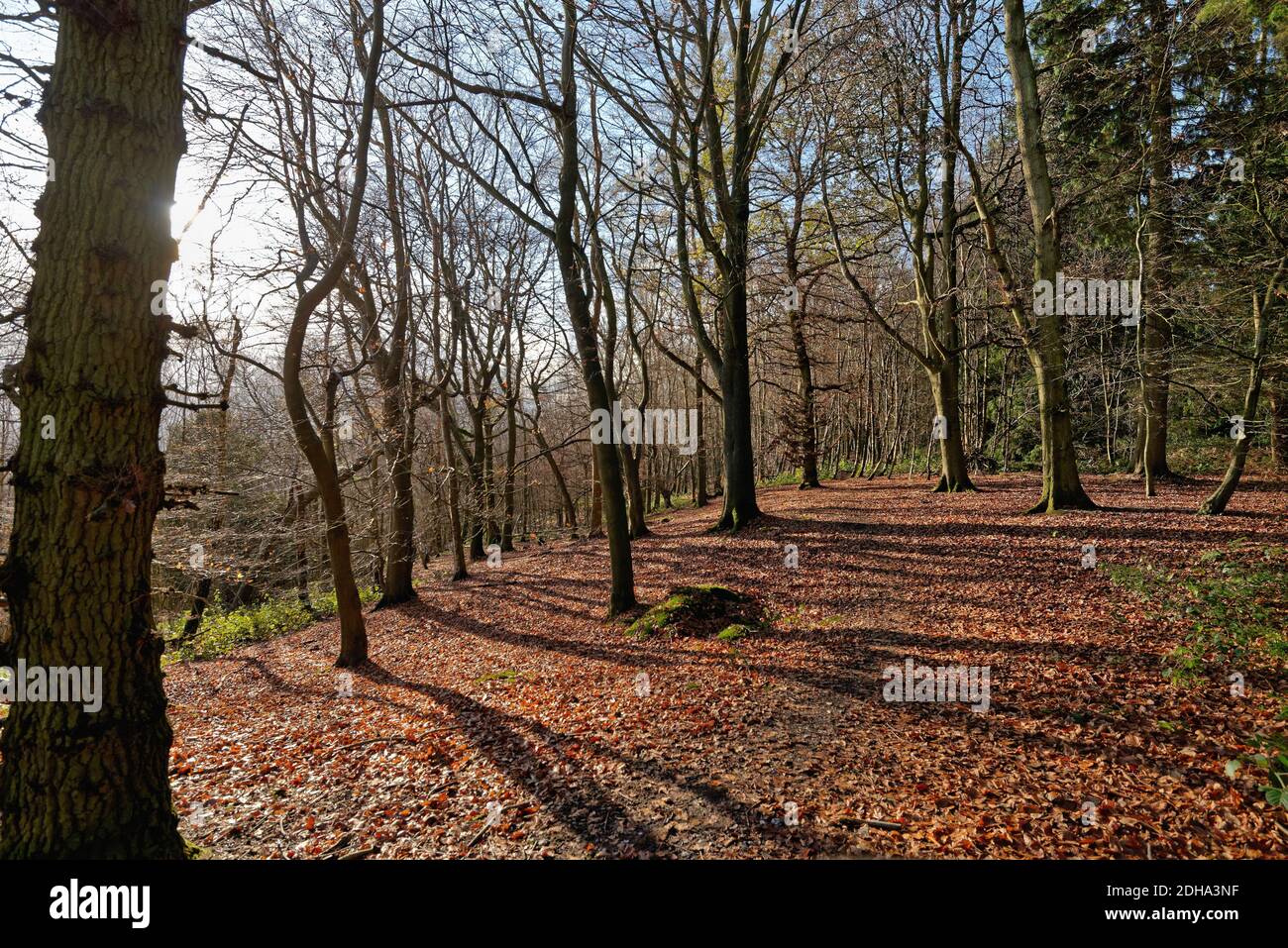 Alberi di faggio in bosco sul North Downs in inverno vicino Albury, Surrey Hills Inghilterra UK Foto Stock