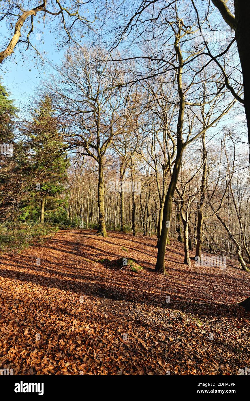 Alberi di faggio in bosco sul North Downs in inverno vicino Albury, Surrey Hills Inghilterra UK Foto Stock