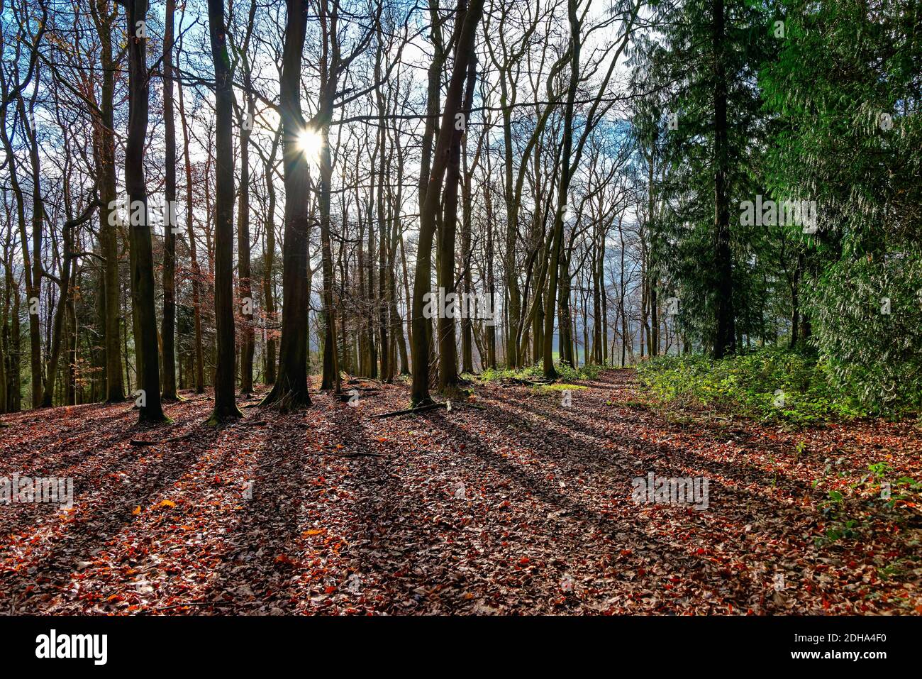 Alberi di faggio in bosco sul North Downs in inverno vicino Albury, Surrey Hills Inghilterra UK Foto Stock