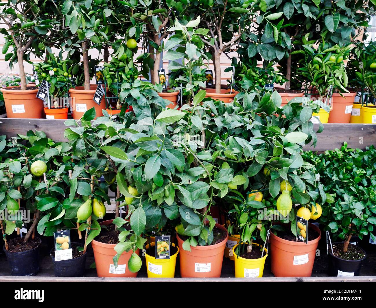 Alberi di limone di agrumi con freguit completamente coltivato pronto per la piantagione In un giardino nel Nord Yorkshire in inverno Foto Stock