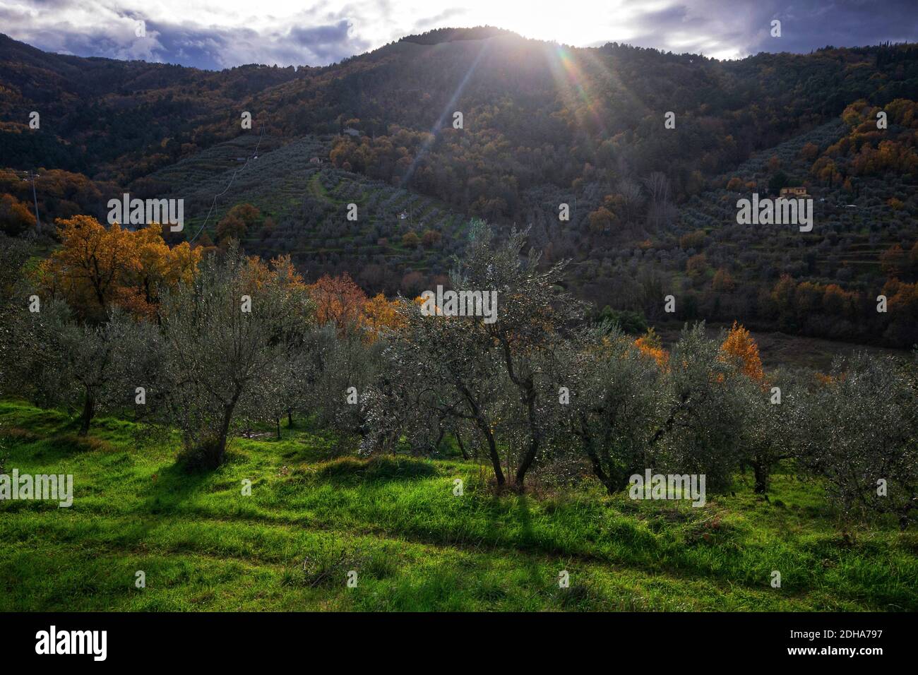 Oliveto durante la stagione della vendemmia sotto i raggi del sole che tramonta, in terra toscana, Italia Foto Stock