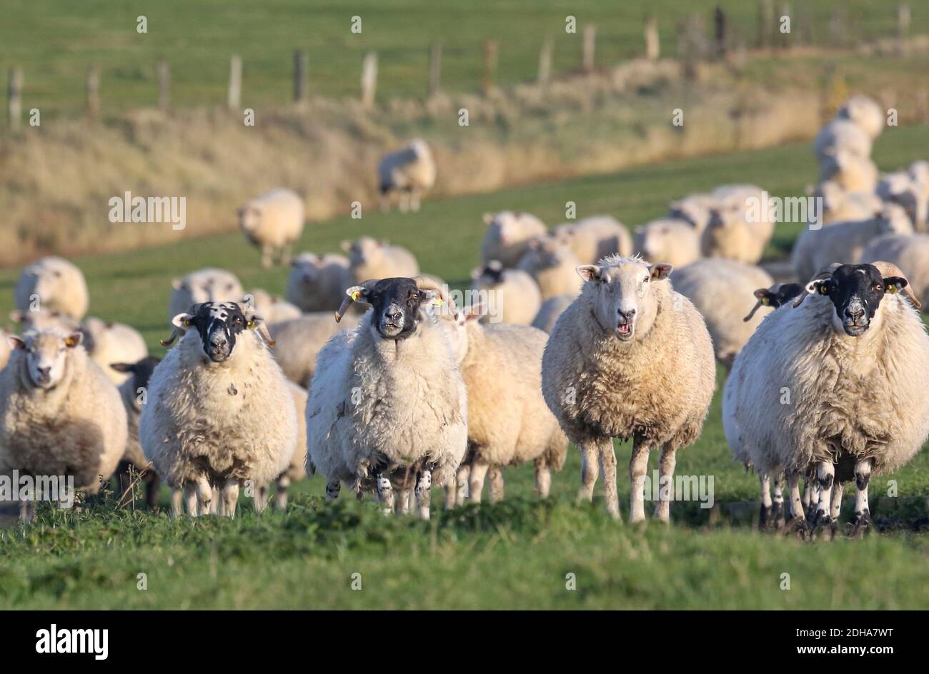 Le pecore del Mare del Nord si sono allineate davanti a me e mi hanno gridato. Questa scena era un po' come 'Animal Uprising!' Foto Stock