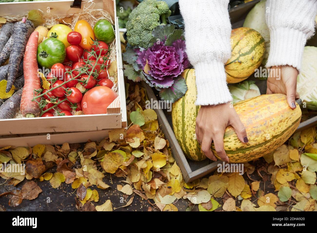 Mani tagliate di donna che dispone la zucca nel cestino al cortile Foto Stock