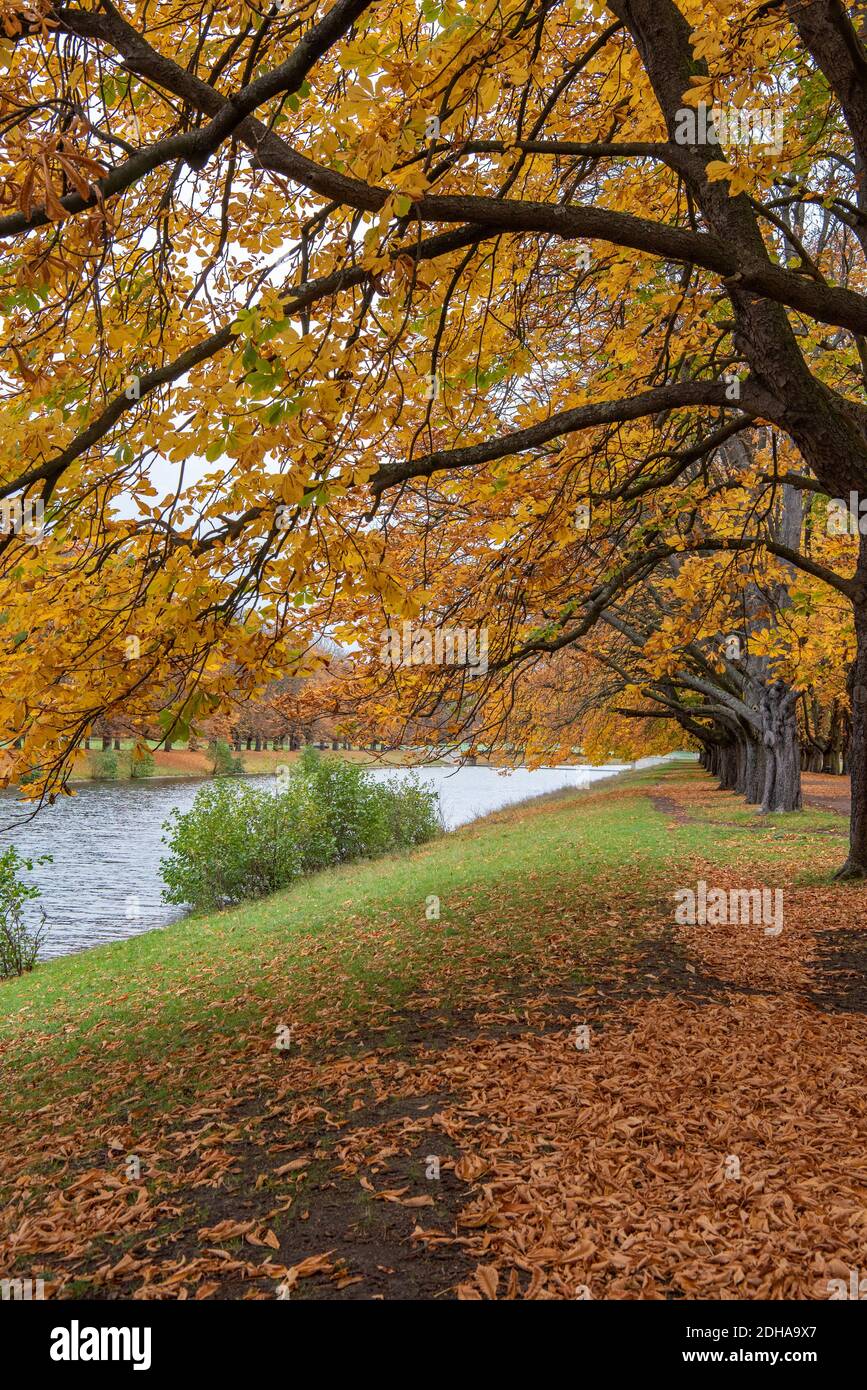 Colori di autunno Foto Stock