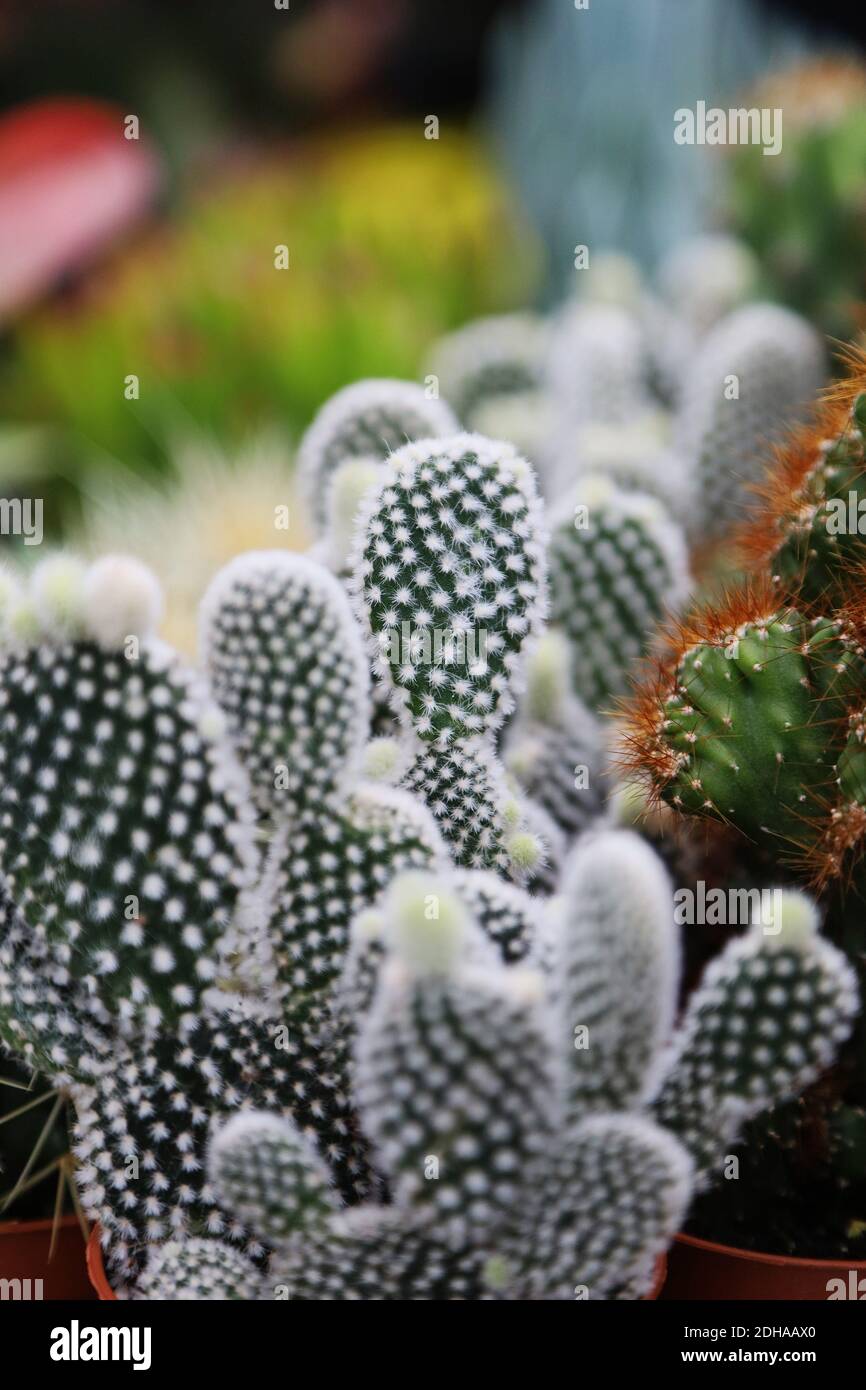Cactus nel Retail Garden Center Foto Stock
