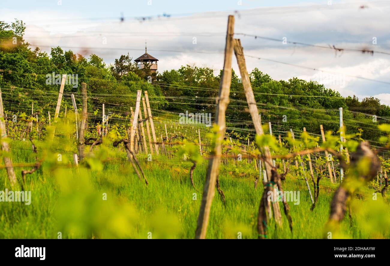 Colture di piante di uva coltivate per il vino. Primavera nei vigneti austriaci. Località turistica della Stiria meridionale. Foto Stock