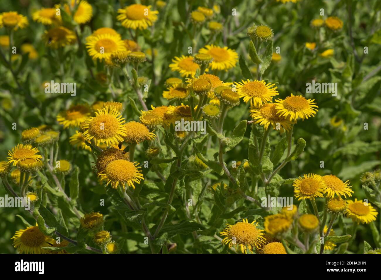 Comune fleabano (Pulicaria dissentenica) fiori compositi gialli di daisy-come pianta selvatica, Berkshire, agosto Foto Stock