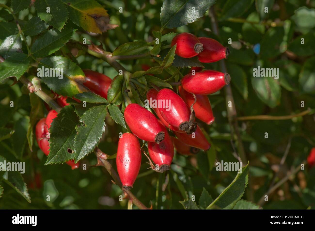 Frutti rossi maturi, anche, di una rosa di cane selvatico (Rosa canina) alta in vitamina C, B & e e antiossidanti, sono utilizzati in ambito medico e per la cottura. Foto Stock