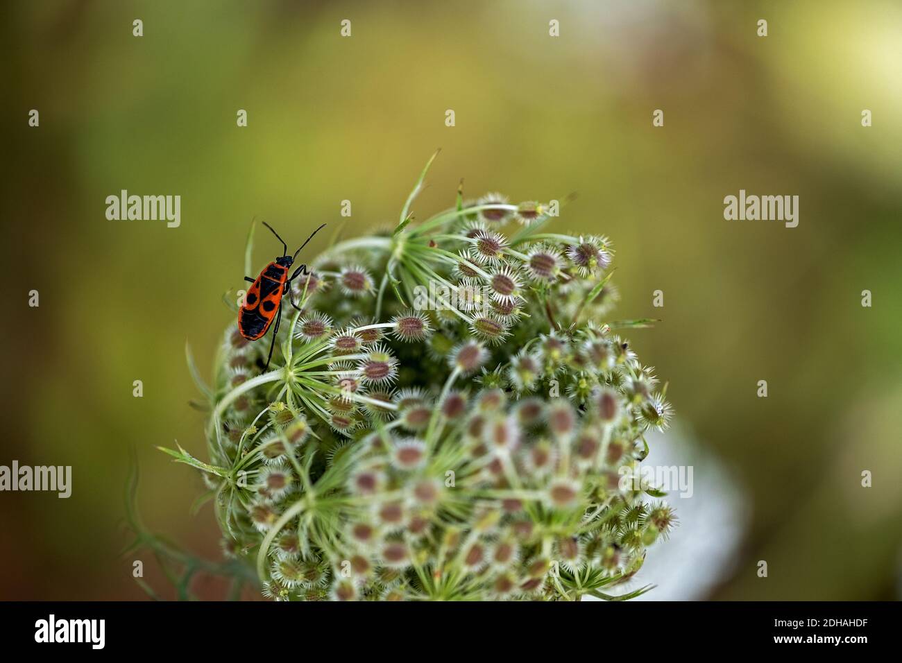 un unico bug di fuoco che percuola il fiore di a. carote selvatiche Foto Stock