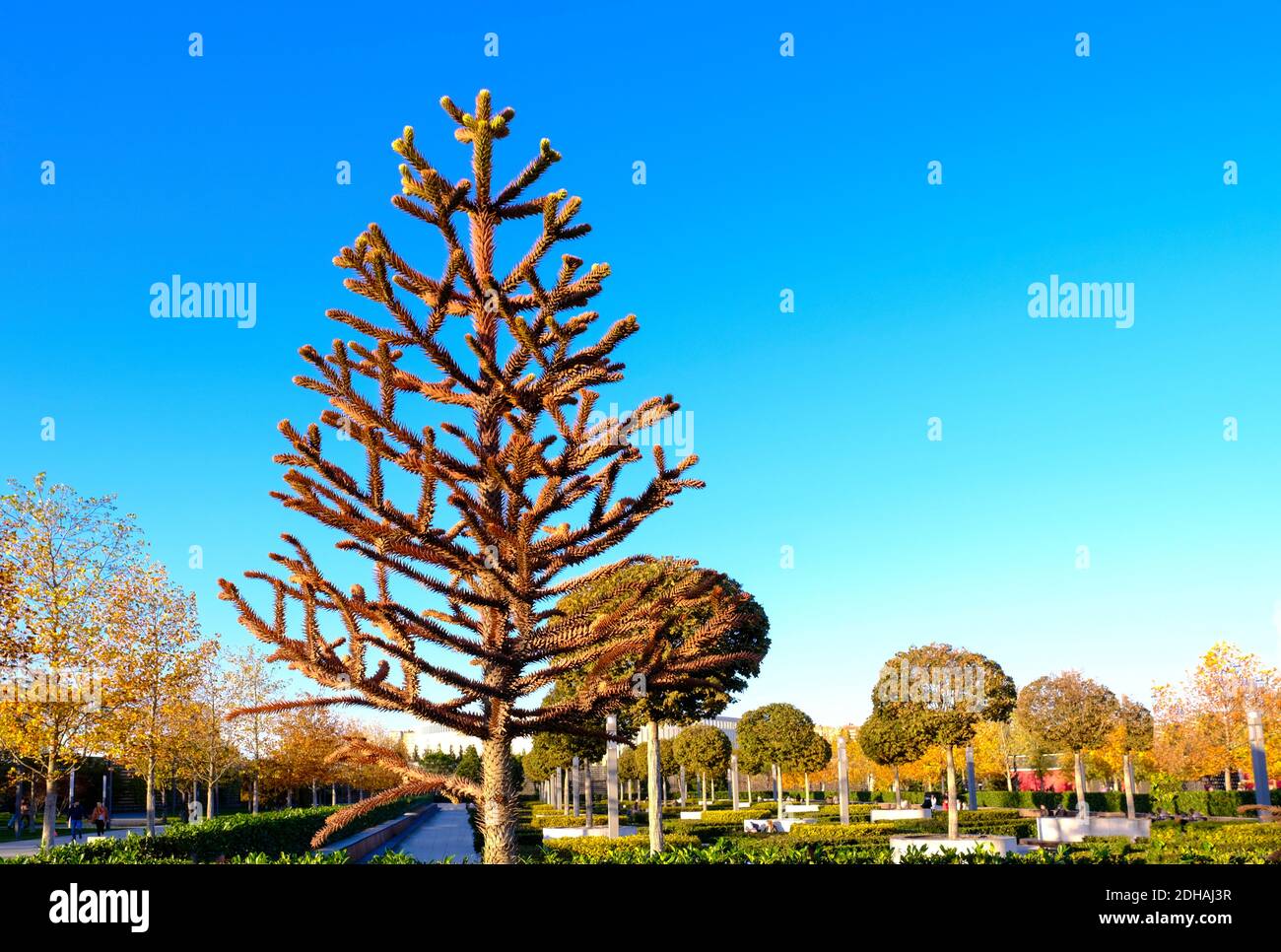 Araucaria araucana, pino cileno o Monkey Puzzle albero tronco dettaglio. Foto Stock