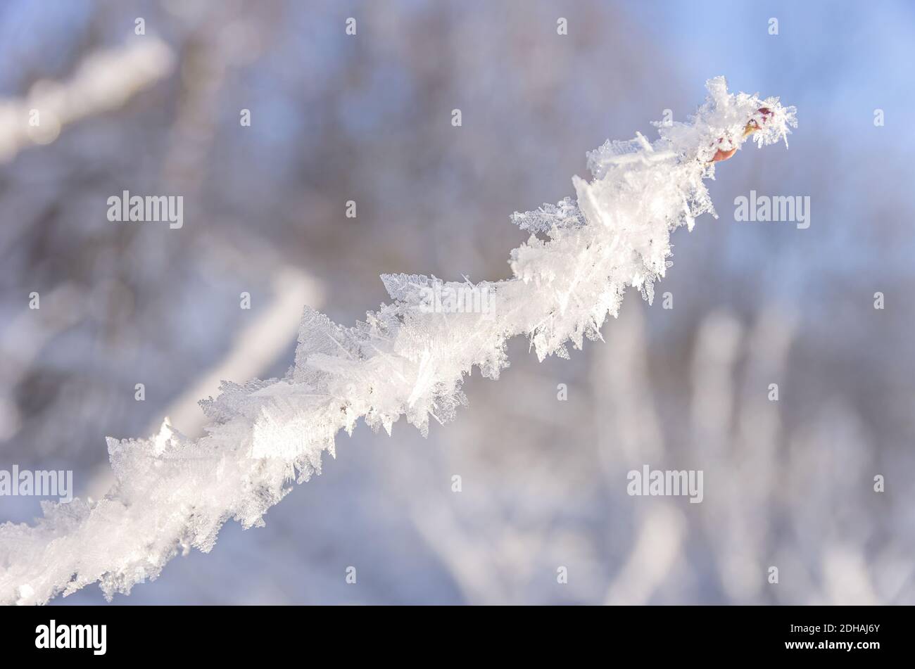 Cristalli di ghiaccio su un ramoscello in inverno. Eiskristalle an einem Zweig im Winter. Foto Stock