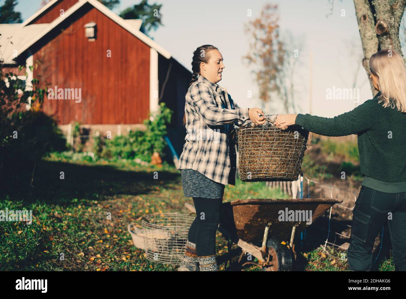 Metà adulta femmina agricoltore che porta cesto pieno di paglia a. amico in azienda agricola biologica Foto Stock