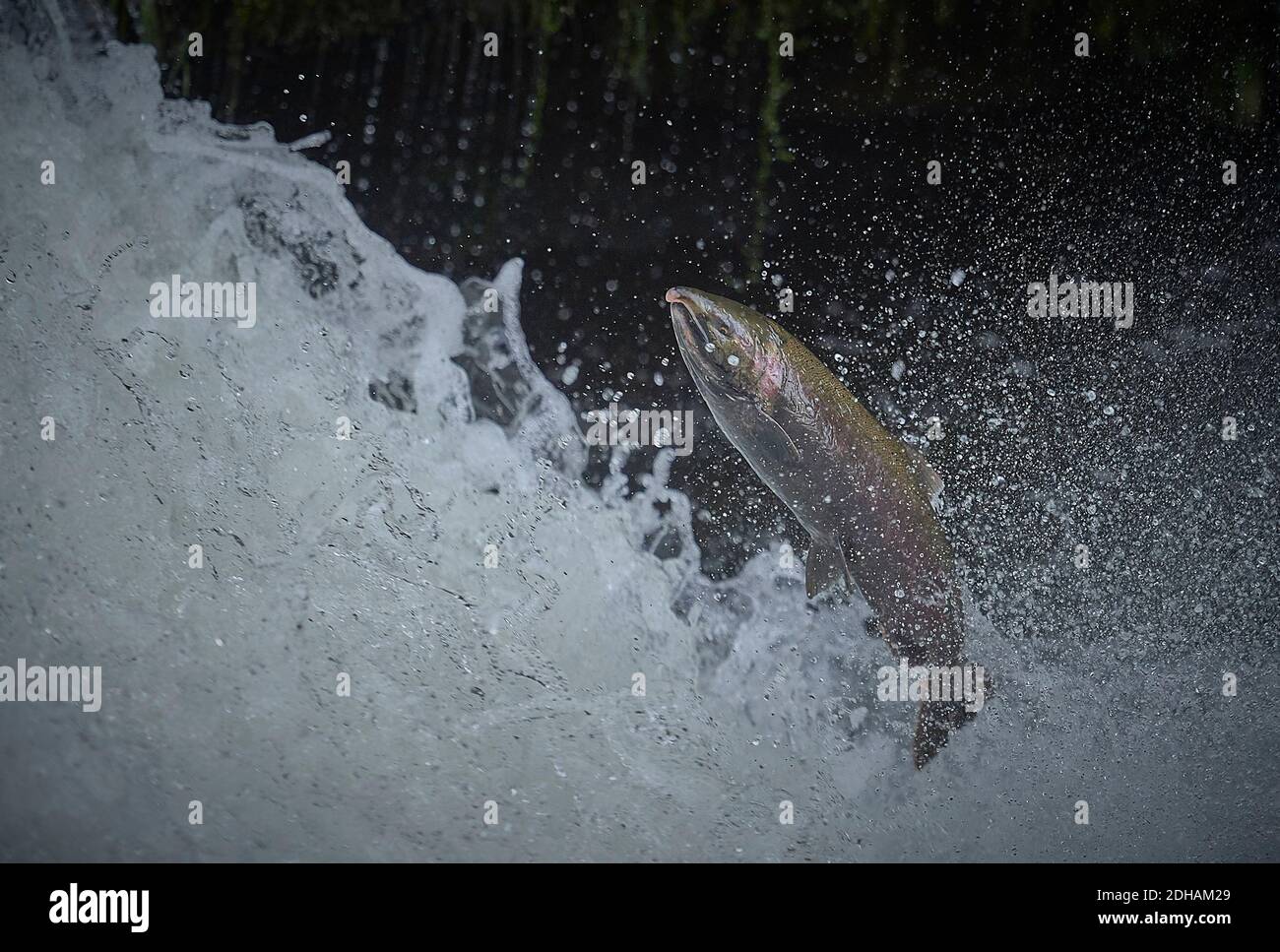 Un salmone di Coho migrante (Oncorhynchus kisutch) salta su Lake Creek Falls su un affluente del fiume Siuslaw nell'Oregon occidentale. Foto Stock