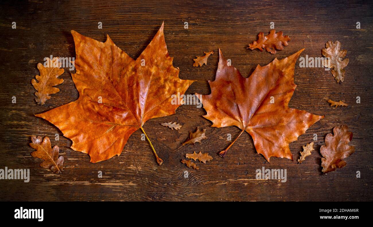 Rustico Autumnal sfondo con grandi foglie d'autunno che può essere utilizzato per lo spazio di copia sfondo di legno scuro Foto Stock