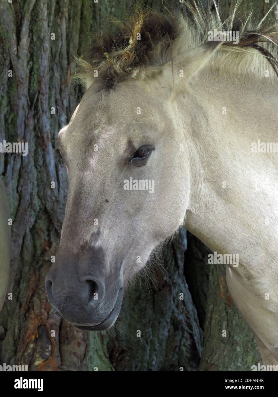 Wild konik polski o cavallo primitivo polacco al Parco Naturale del Lago di Engure, foto Bo Arrhed Foto Stock