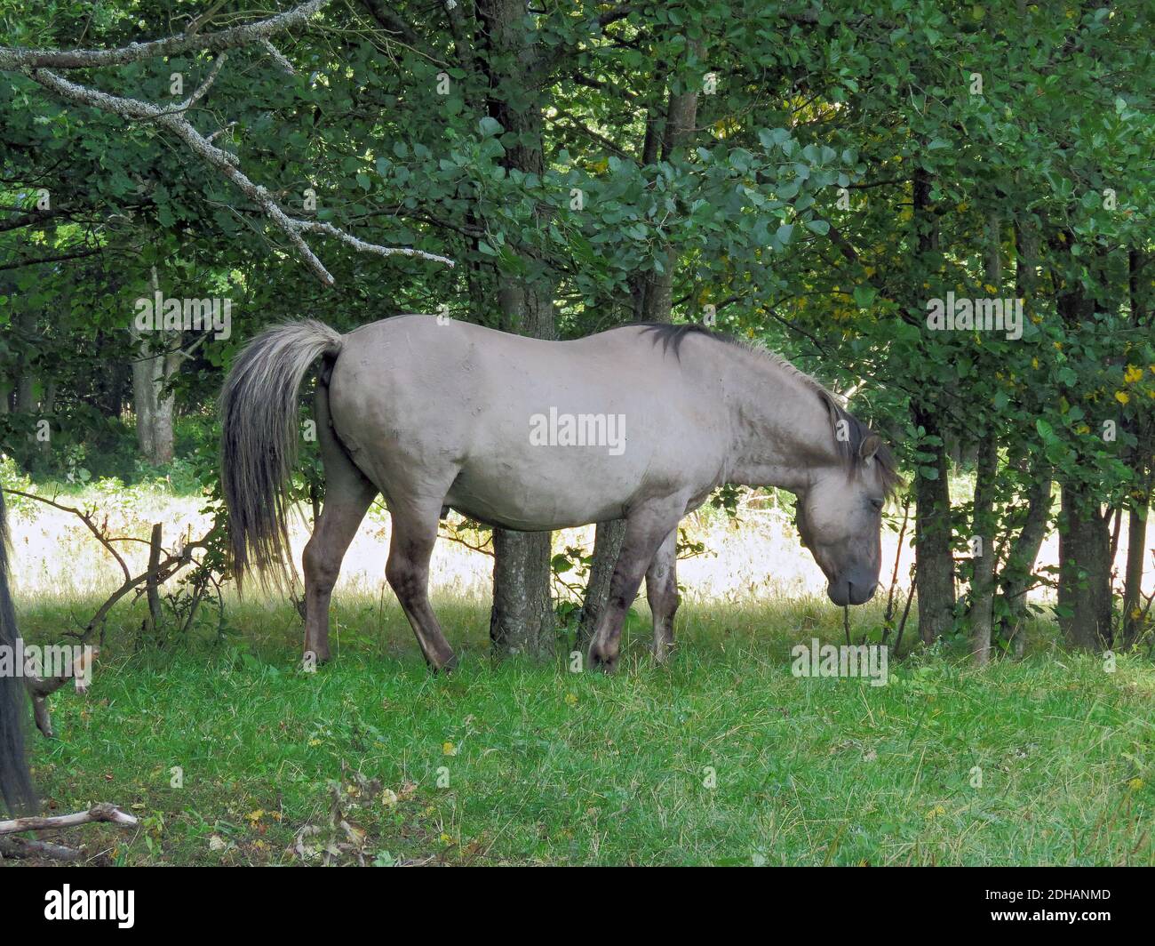 Wild konik polski o cavallo primitivo polacco al Parco Naturale del Lago di Engure, foto Bo Arrhed Foto Stock