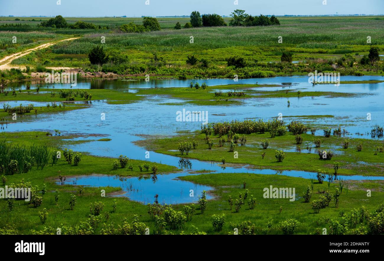 Foto di paesaggio delle zone umide costiere del New Jersey, Stati Uniti Foto Stock
