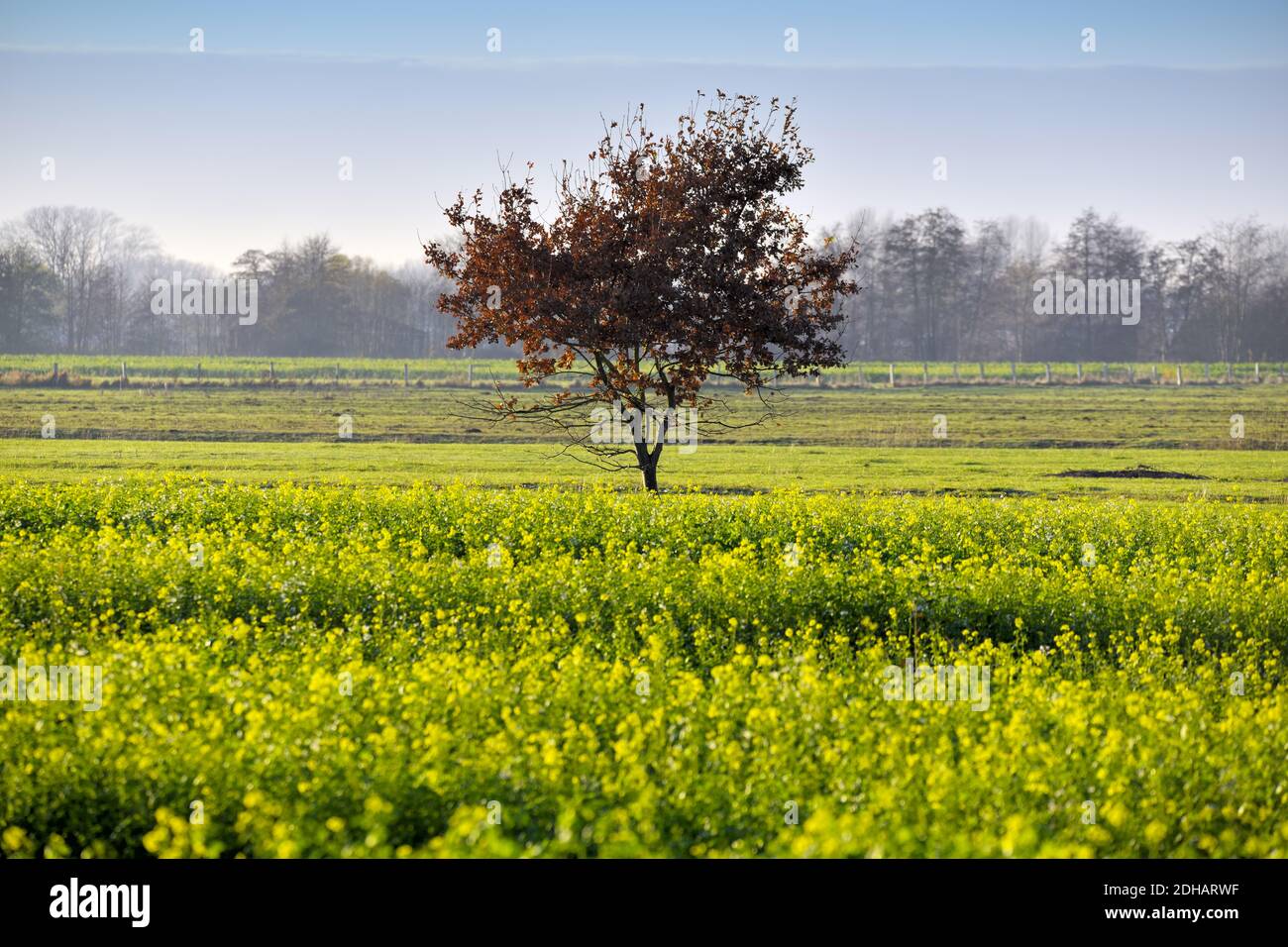 Feld mit Senderungen, Sinapis arvensis, und Herbstlicher Baum in Kirchwerder, Hamburg, Deutschland, Europa Foto Stock