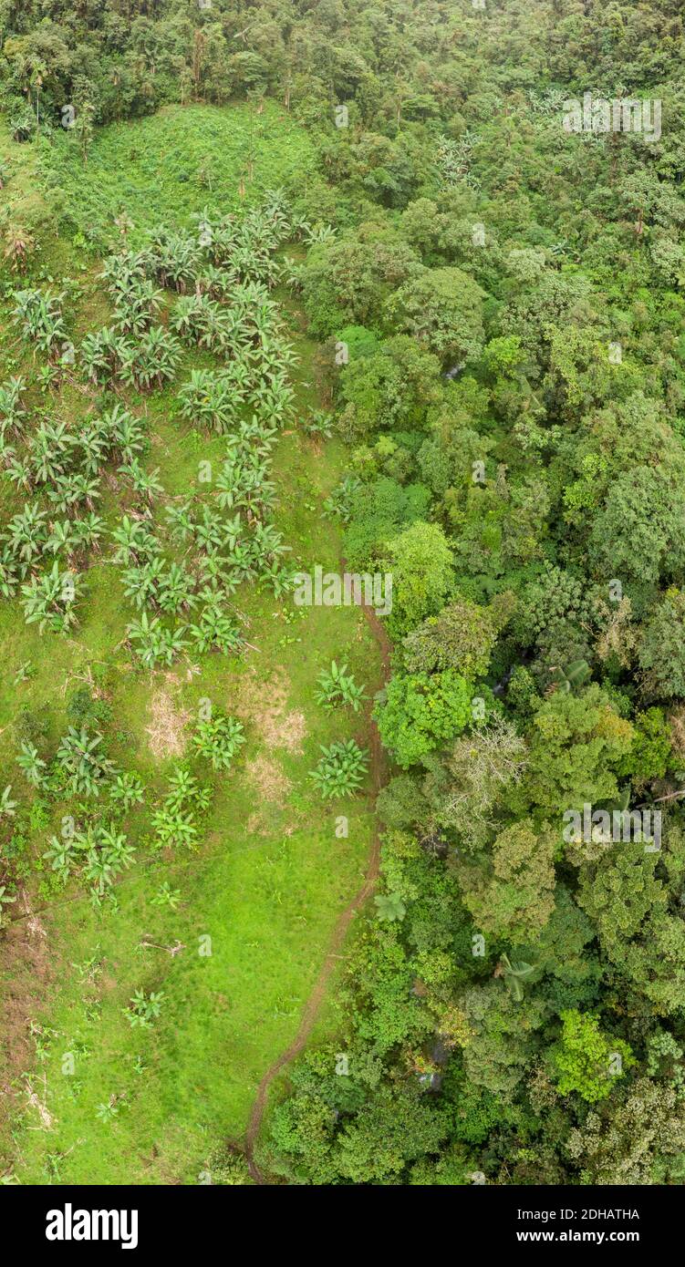 Vista aerea del bordo della foresta. Foresta pluviale montana incontaminata sulla destra, coltivata a sculacciamento con piante di banana sulla sinistra. Vicino a Chinambi, provincia di Carchi Foto Stock
