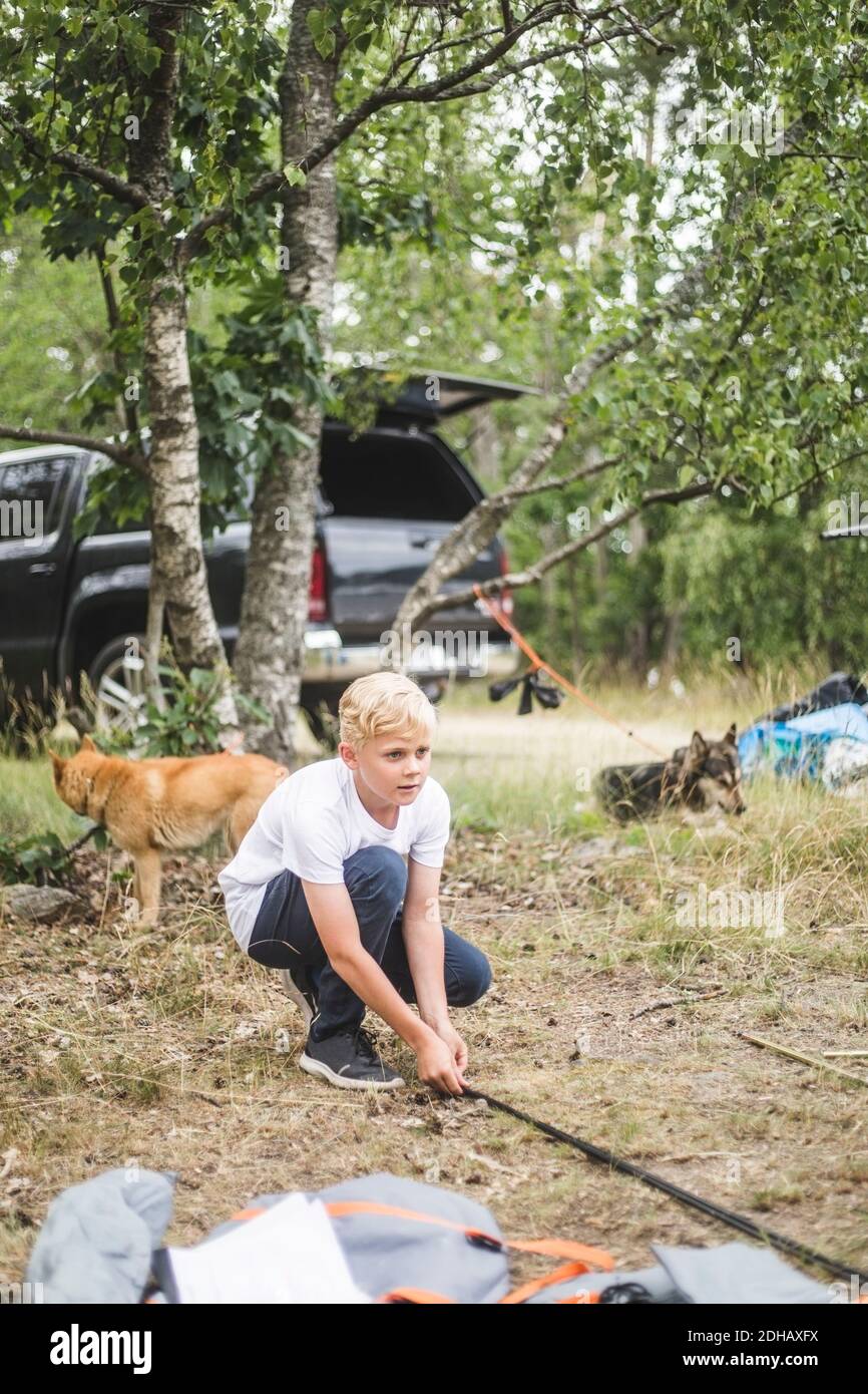 Ragazzo che prepara la tenda mentre i cani riposano in background al campeggio Foto Stock
