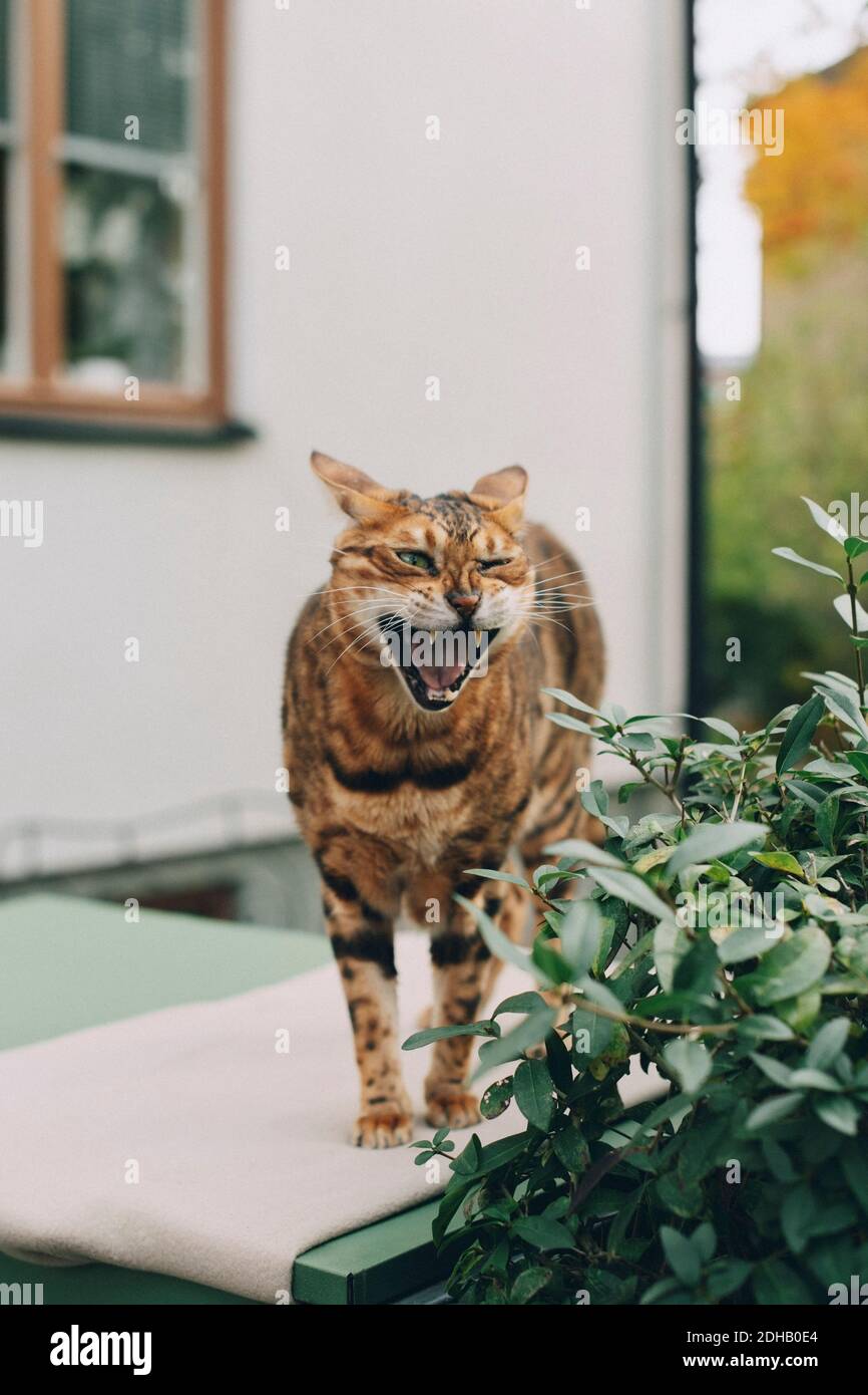 Cat con bocca aperta mentre si è in piedi sulla parete di ritegno vicino pianta fuori casa Foto Stock