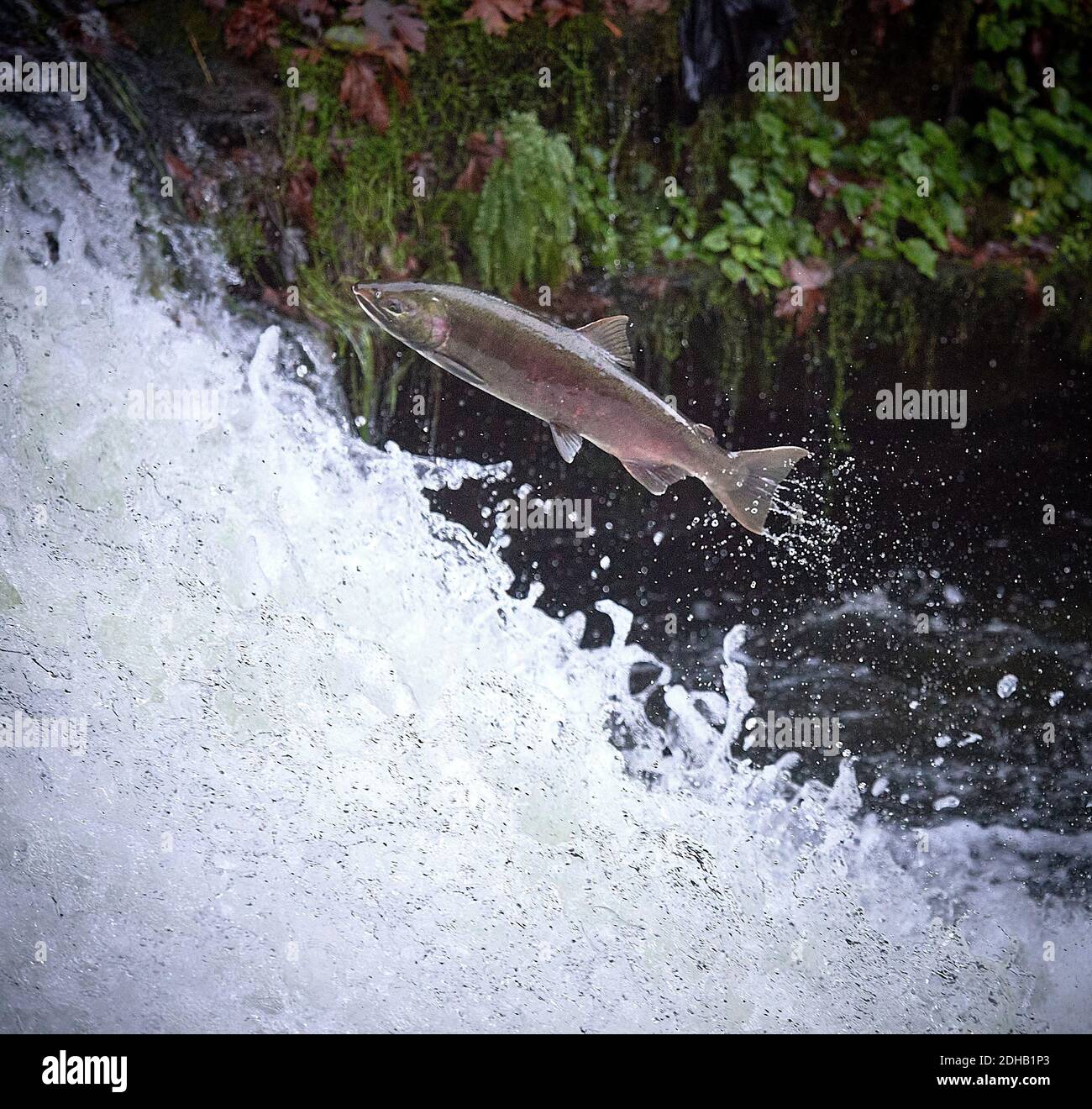 Un salmone di Coho migrante (Oncorhynchus kisutch) salta su Lake Creek Falls su un affluente del fiume Siuslaw nell'Oregon occidentale. Foto Stock