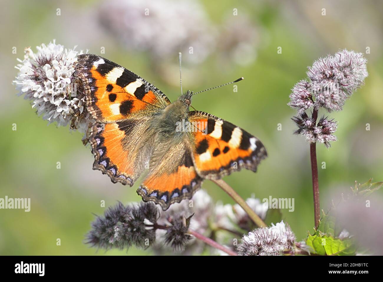 Aglais orticae, piccola farfalla di tartaruga Foto Stock