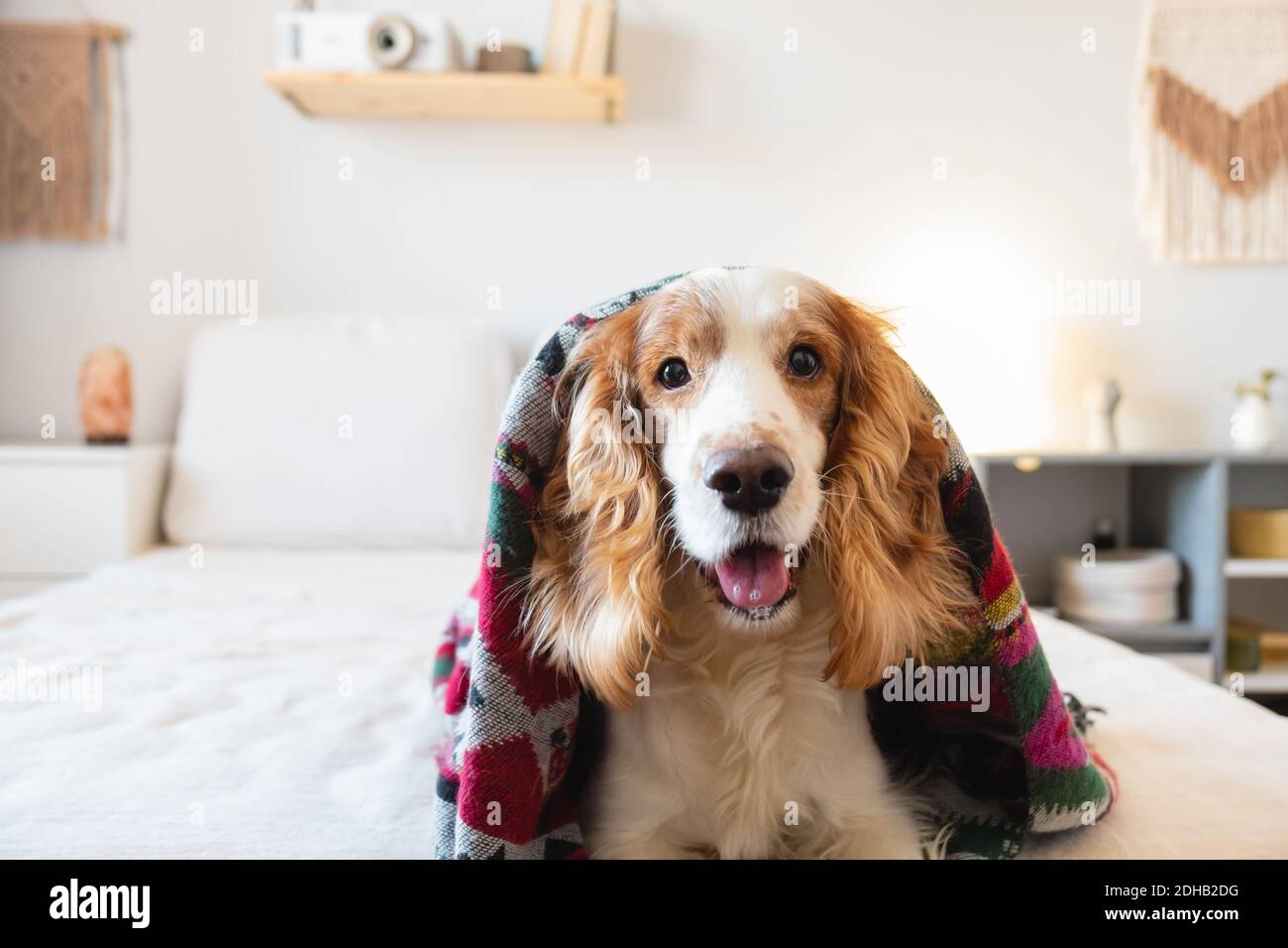 Ritratto di un cane di spaniel felice sul divano in camera da letto. Animali domestici a casa, allegro e divertente cucciolo sul letto, interni generici e moderni Foto Stock