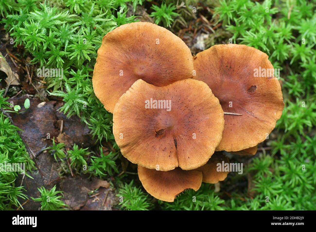 Cortinarius rubellus, conosciuto come il cappuccio mortale della tela, fungo velenoso selvaggio dalla Finlandia Foto Stock