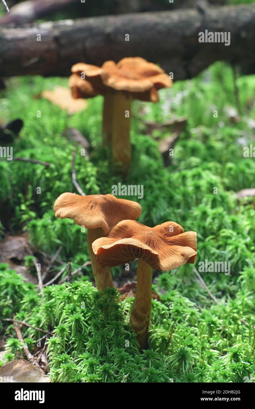 Cortinarius rubellus, conosciuto come il cappuccio mortale della tela, fungo velenoso selvaggio dalla Finlandia Foto Stock