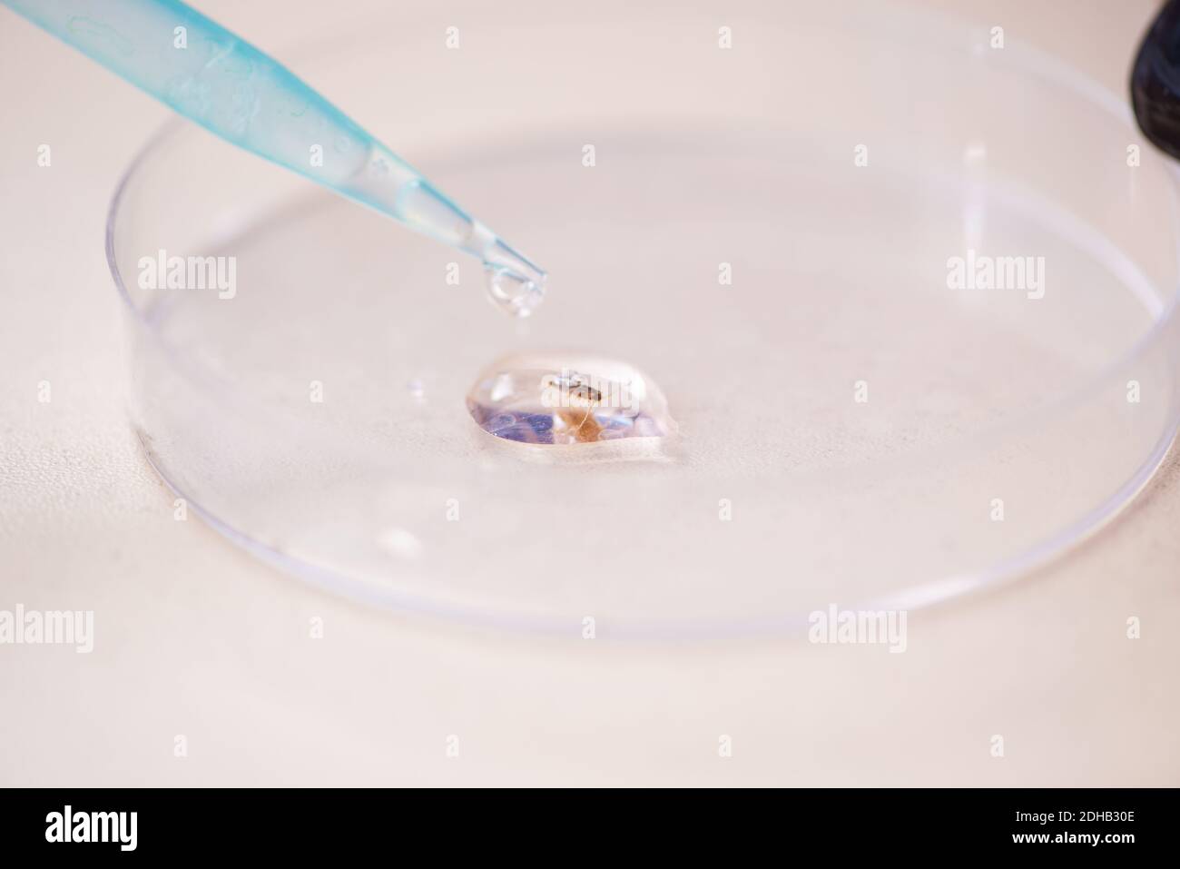 Bruno scarafaggio in piatto di Petri sul tavolo Foto Stock