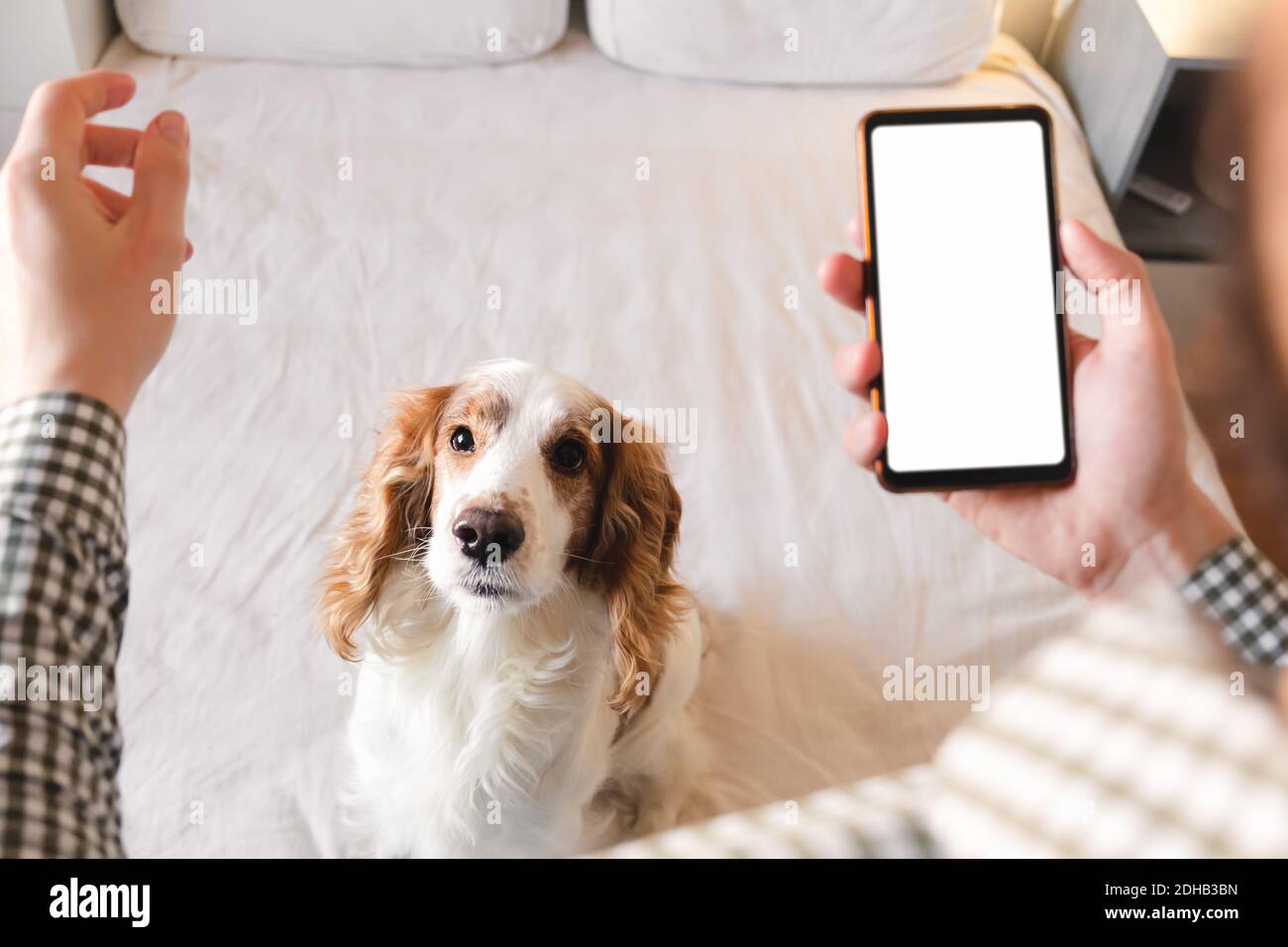Addestramento dei cani con un'app per smartphone a casa. La vita con gli animali domestici, l'uomo che sviluppa le abilità di concentrazione con un cane spaniel, programma di addestramento per gli animali domestici Foto Stock