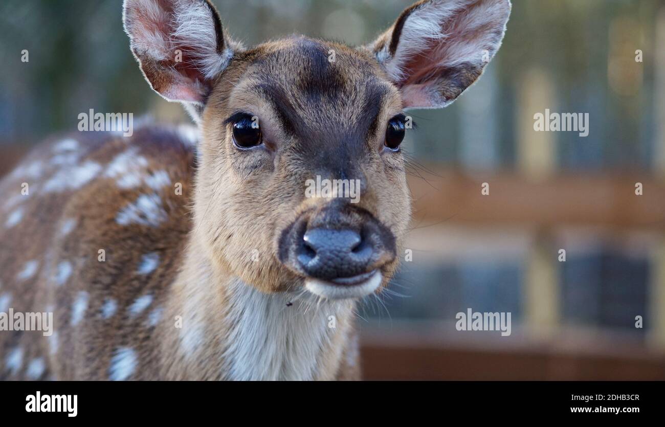 ritratto dei giovani cervi, visita al parco degli animali Foto Stock