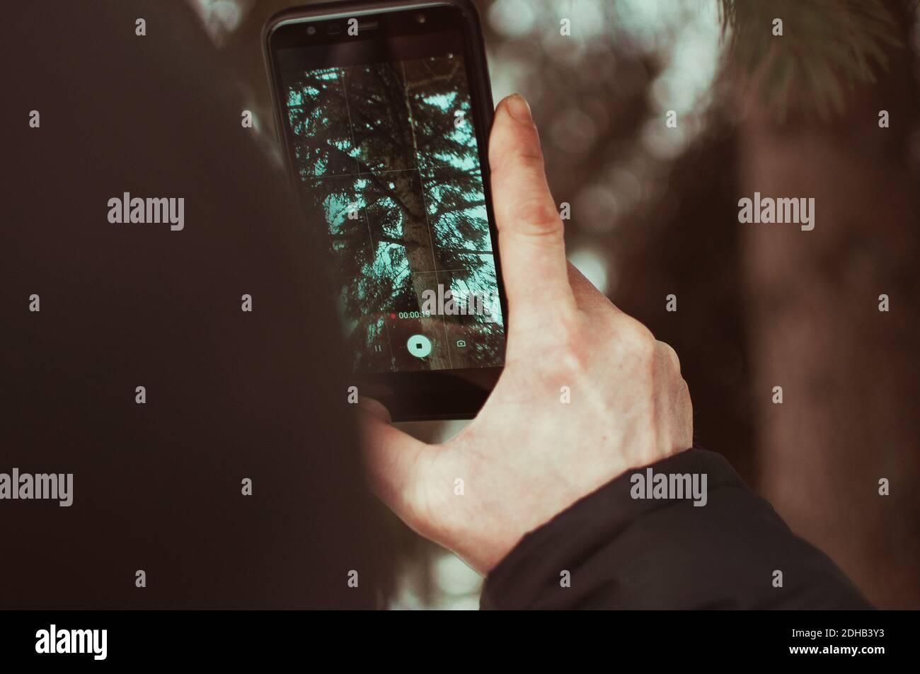 un uomo prende un video su un telefono in inverno in un giardino botanico. Uno smartphone in mani maschili scatta foto di uno scoiattolo che sorge sull'abete. Foto Stock