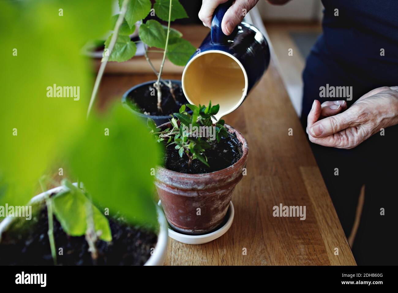 Metà della donna anziana pensionato che annaffia piante in vaso in cucina contatore a casa Foto Stock