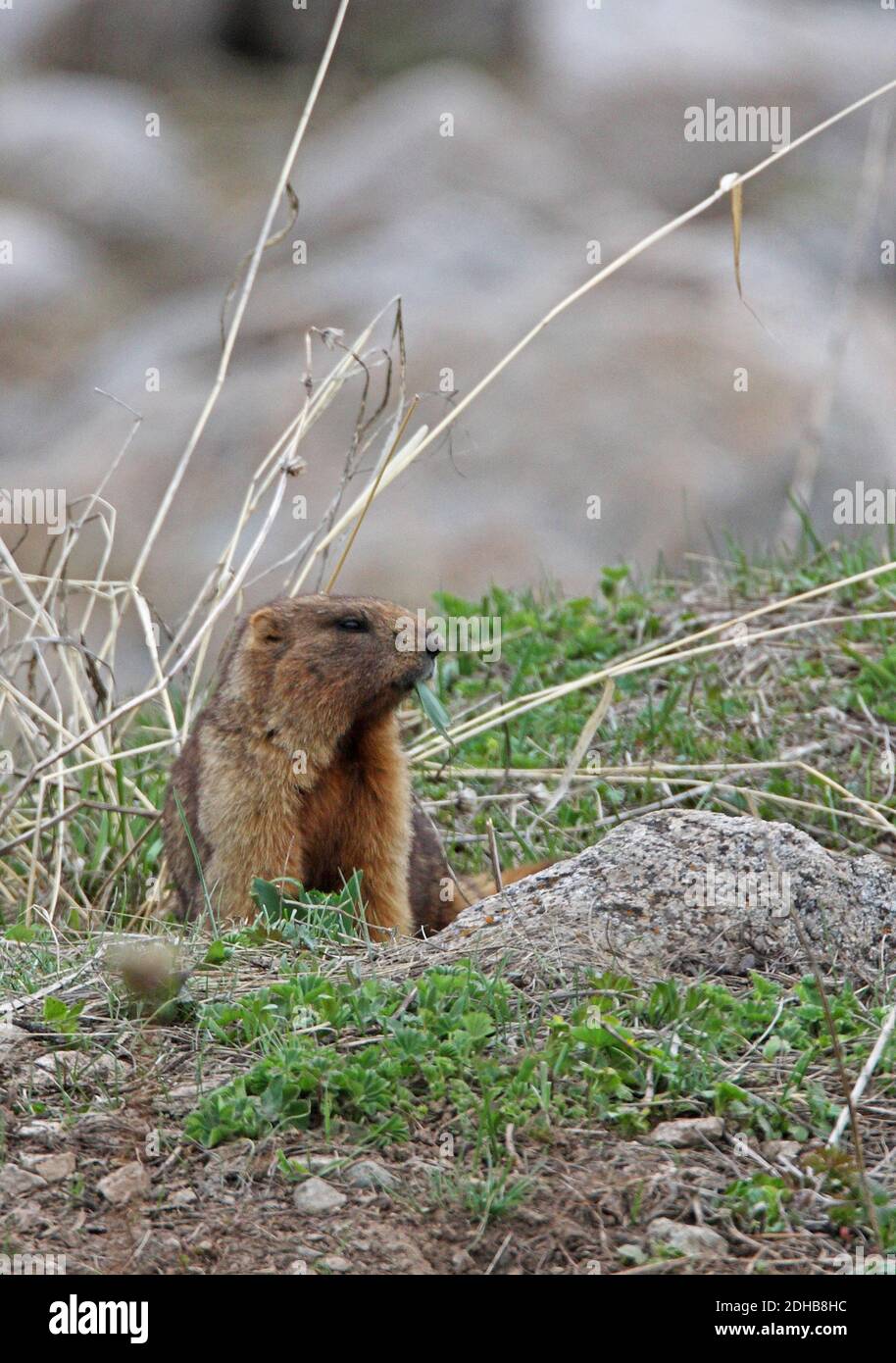 Gray Marmot (Marmota baibacina) pianta alimentare adulta Ili-Alatau NP, Kazakhstan Maggio Foto Stock