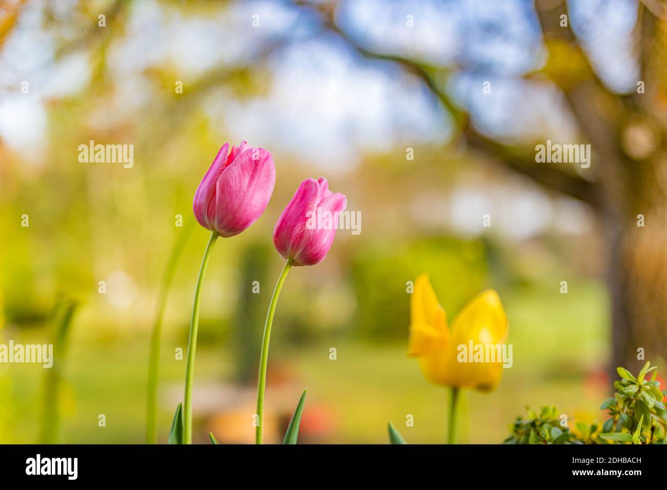 Tulipani di coppia in pieno fiore in giardino in giornata di sole. Fiori di primavera giardinaggio paesaggio naturale con alberi sfocati e prato Foto Stock