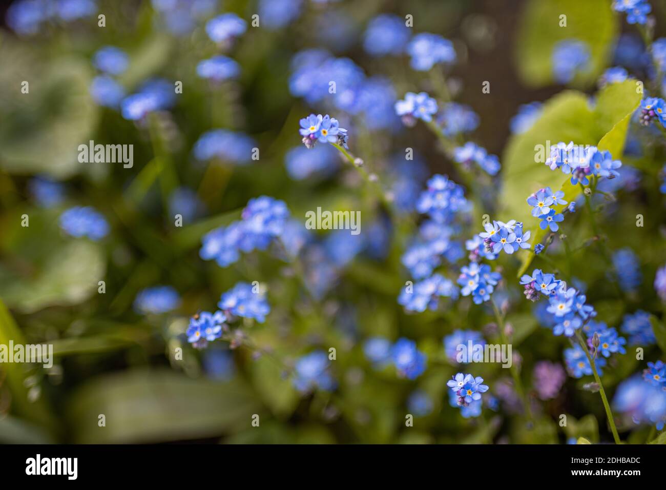 Giardino primaverile, fiori primaverili. Non dimenticate i fiori. Colori rilassanti e giardino naturale. Sfondo floreale sfocato, fiori e spazio copia Foto Stock