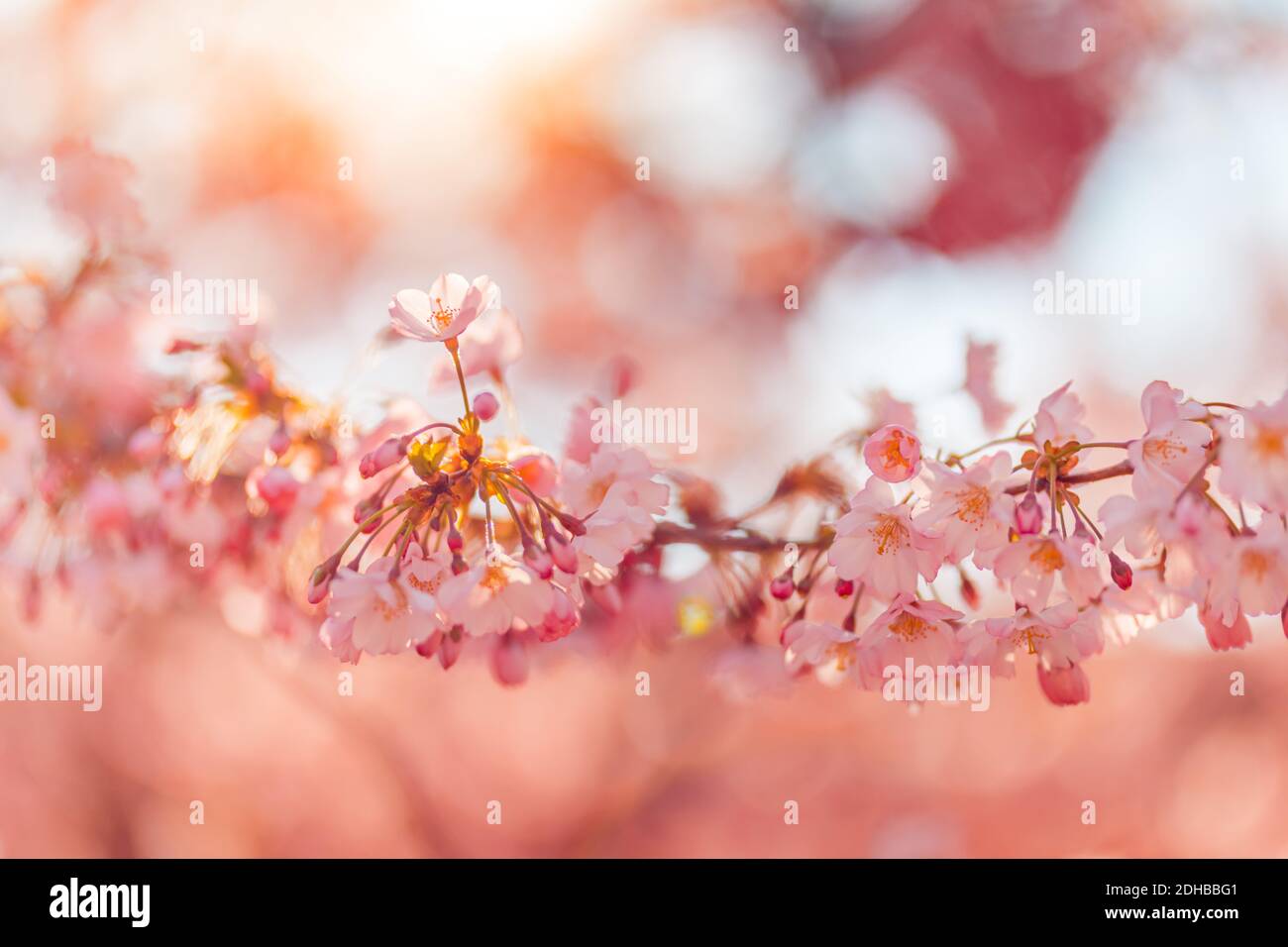 Rami di fiore macro ciliegio con fuoco morbido fiori bokeh cielo azzurro delicato luce del sole con spazio di copia. Bella primavera floreale sfocatura bokeh natura Foto Stock