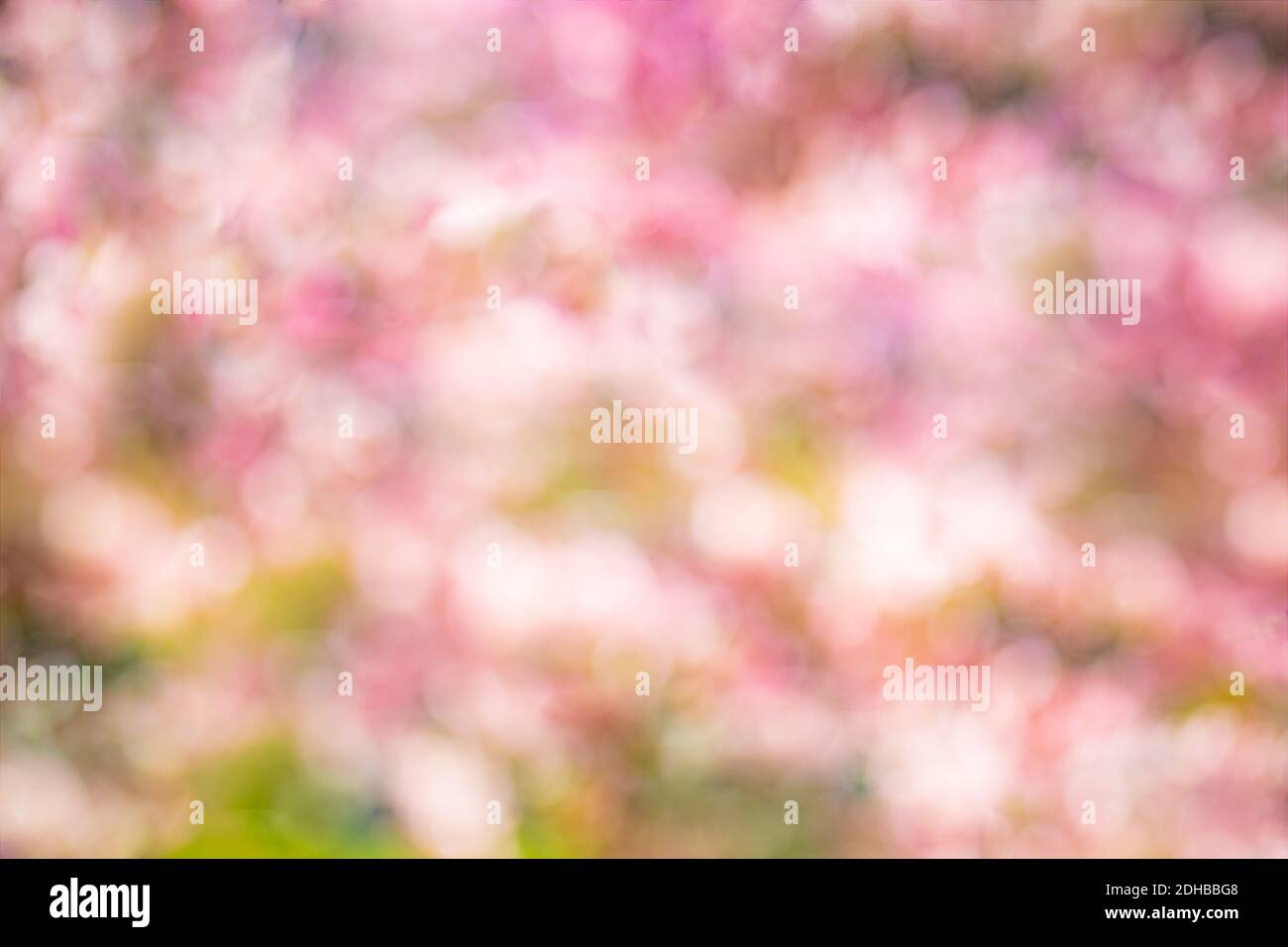 Astratto sfondo primaverile con fiori rosa. Sfondo viola e bianco bokeh dalla foresta naturale Foto Stock