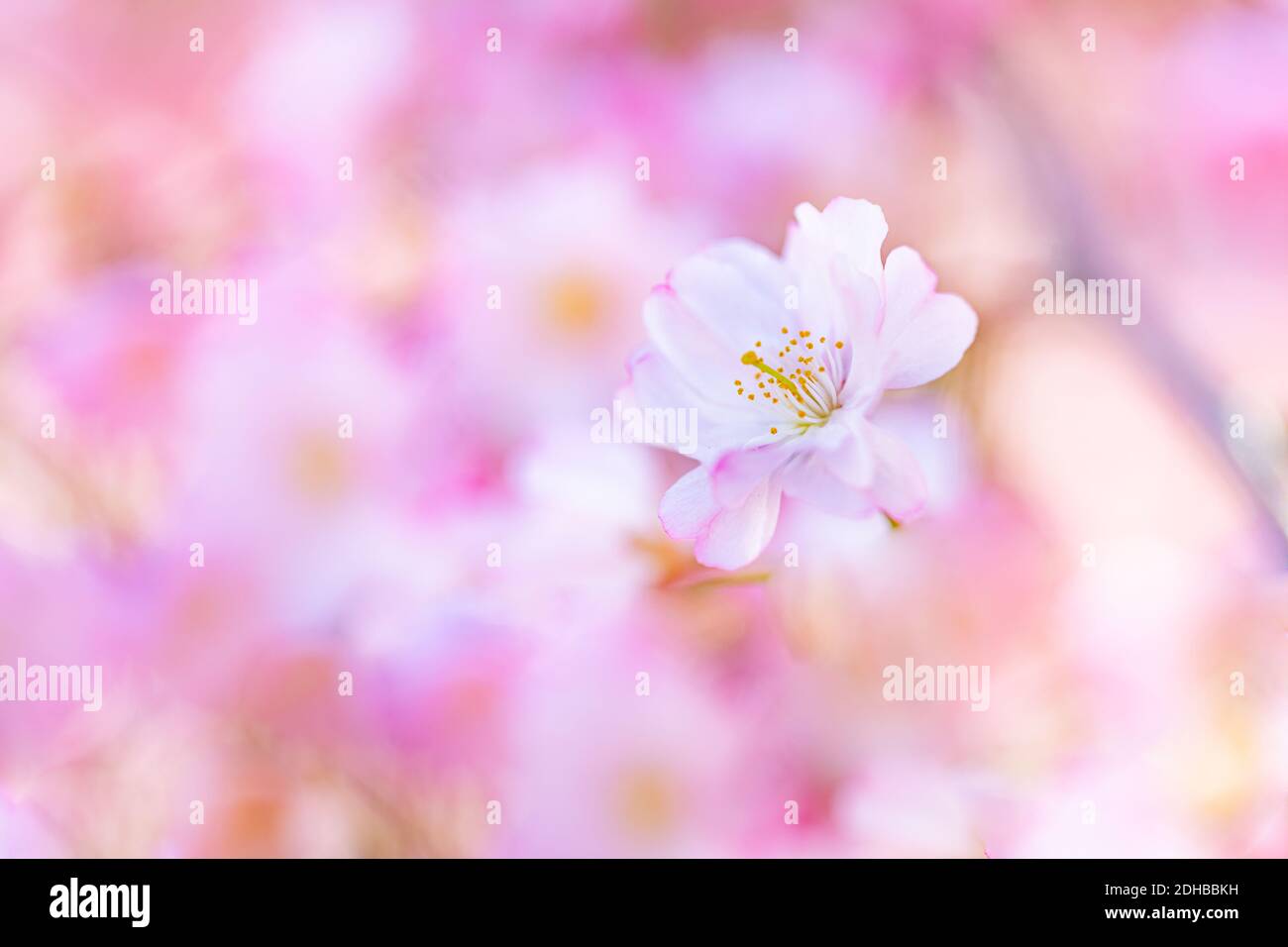 Rami di fiore macro ciliegio con fuoco morbido fiori bokeh cielo azzurro delicato luce del sole con spazio di copia. Bella primavera floreale sfocatura bokeh natura Foto Stock