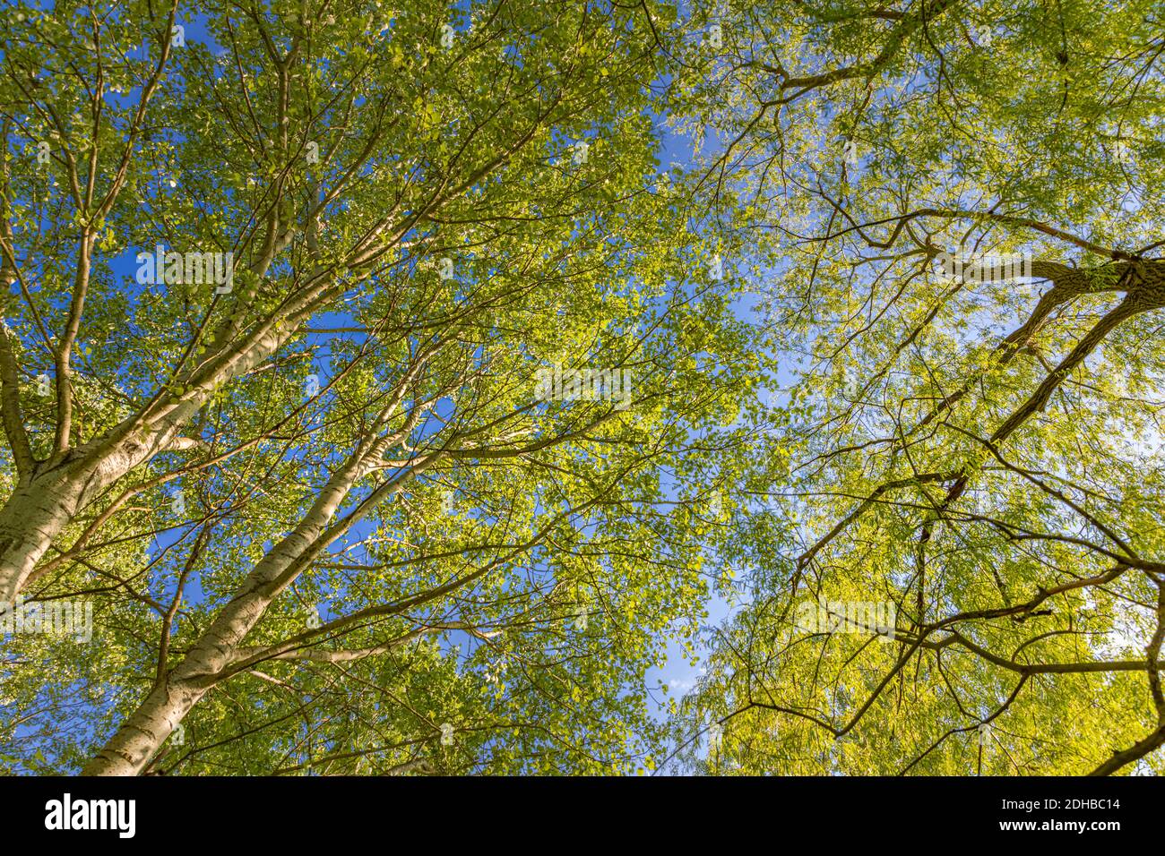 Alberi di foresta, lascia i raggi di sole bei. Tranquillo paesaggio naturale rilassante, guardando su cielo di colori tenui e raggi di sole. Ambiente tranquillo, silhouette Foto Stock