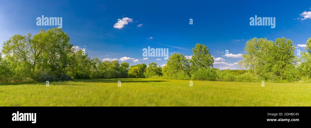 Bella mattina verde erba campo e alberi sotto il cielo blu. Paesaggio idilliaco del parco, estate primavera fresca vista della natura Foto Stock